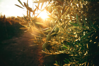 olive-oil-tour